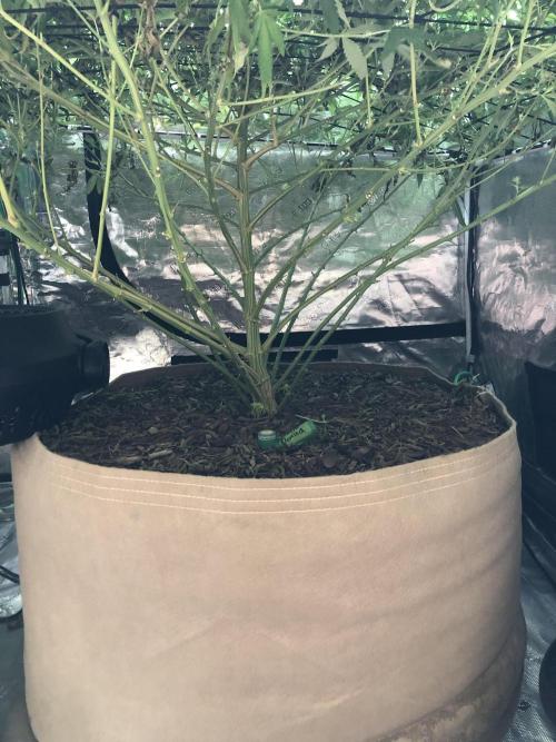 White Domina Kannabia Indoor Spring 26. Week 14
