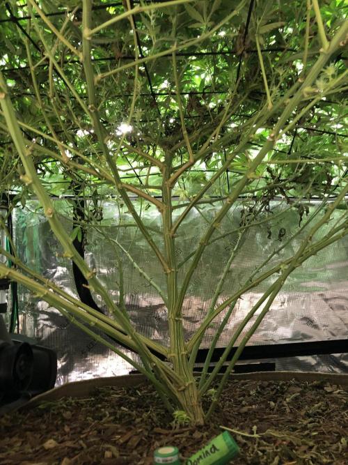 White Domina Kannabia Indoor Spring 26. Week 14