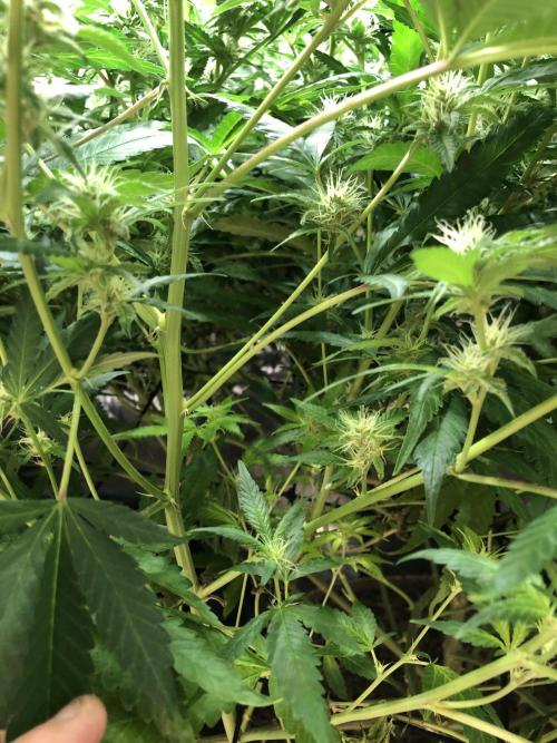 White Domina Kannabia Indoor Spring 26. Week 14