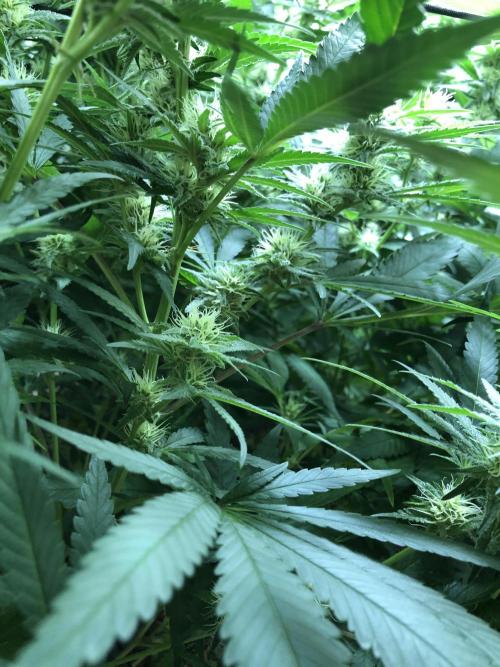 White Domina Kannabia Indoor Spring 26. Week 14
