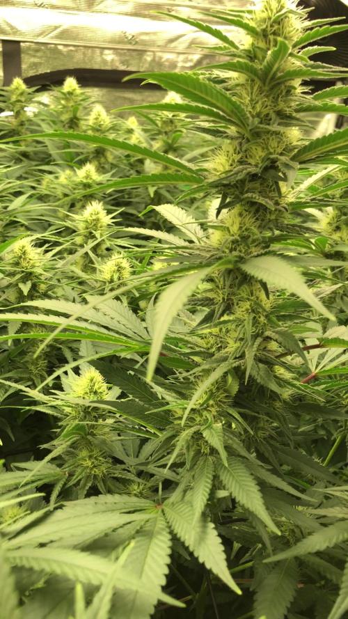White Domina Kannabia Indoor Spring 26