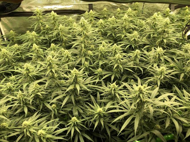 Critical Purple Kush Seedsman Indoor. Week 14