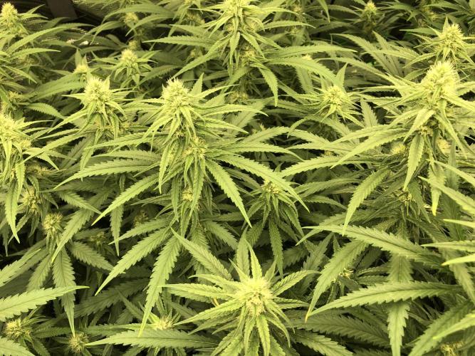Critical Purple Kush Seedsman Indoor. Week 14