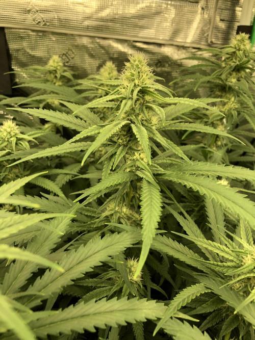 Critical Purple Kush Seedsman Indoor. Week 14