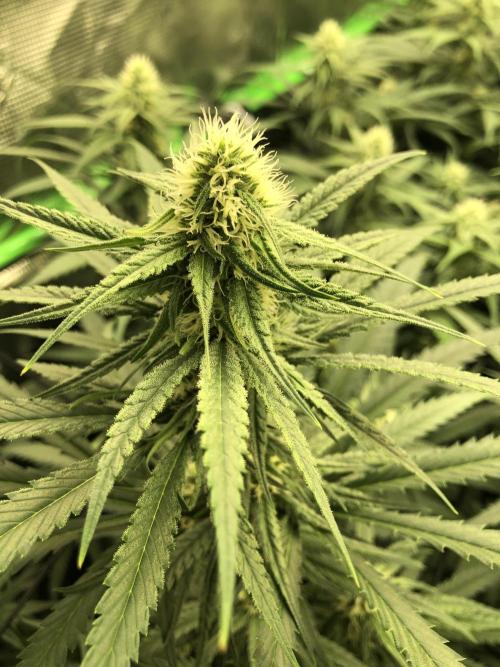 Critical Purple Kush Seedsman Indoor. Week 14