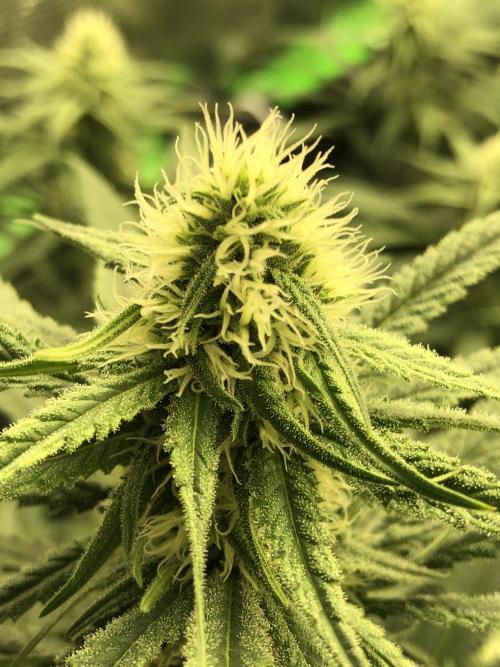 Critical Purple Kush Seedsman Indoor. Week 14