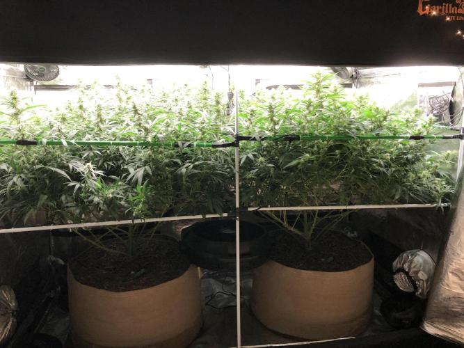 Critical Purple Kush Seedsman Indoor. Week 14