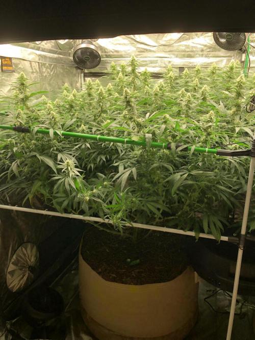 Critical Purple Kush Seedsman Indoor. Week 14