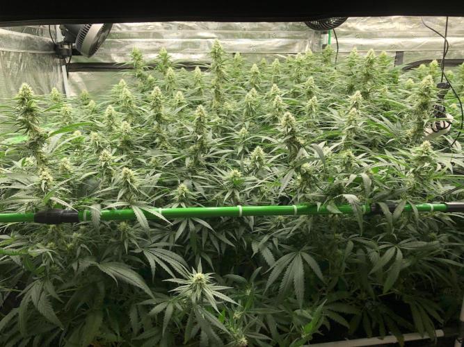 Critical Purple Kush Seedsman Indoor. Week 14