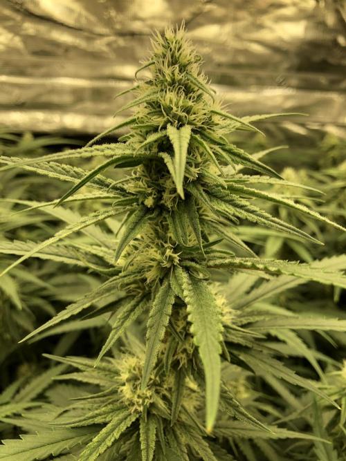 Critical Purple Kush Seedsman Indoor. Week 14