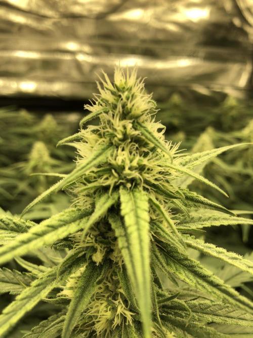 Critical Purple Kush Seedsman Indoor. Week 14
