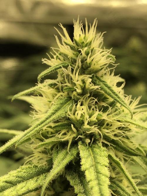 Critical Purple Kush Seedsman Indoor. Week 14
