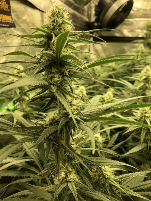 Critical Purple Kush Seedsman Indoor. Week 14