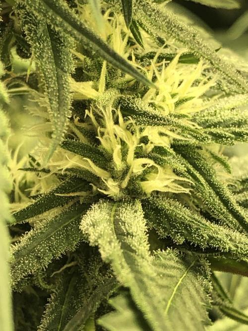 Critical Purple Kush Seedsman Indoor. Week 14
