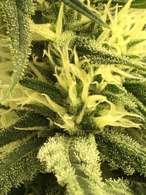 Critical Purple Kush Seedsman Indoor. Week 14