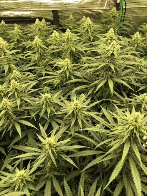 Critical Purple Kush Seedsman Indoor. Week 14