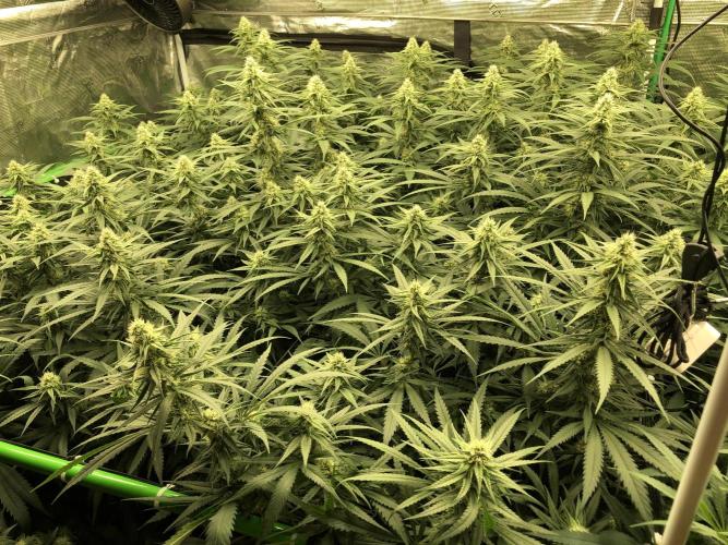 Critical Purple Kush Seedsman Indoor. Week 14