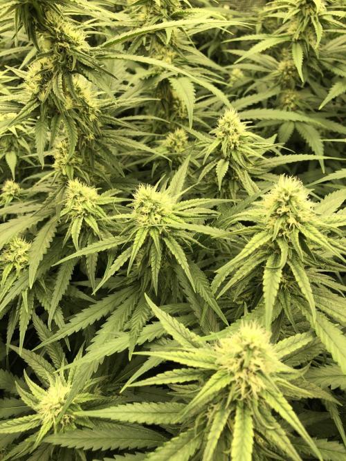 Critical Purple Kush Seedsman Indoor. Week 14