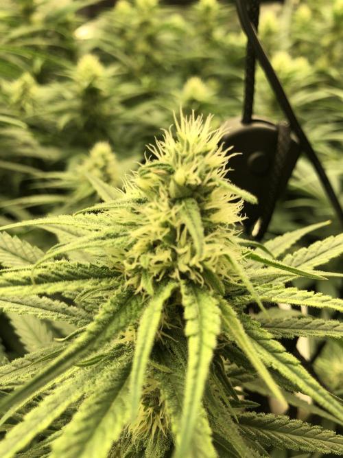 Critical Purple Kush Seedsman Indoor. Week 14