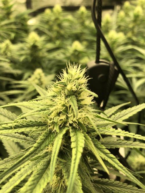 Critical Purple Kush Seedsman Indoor. Week 14