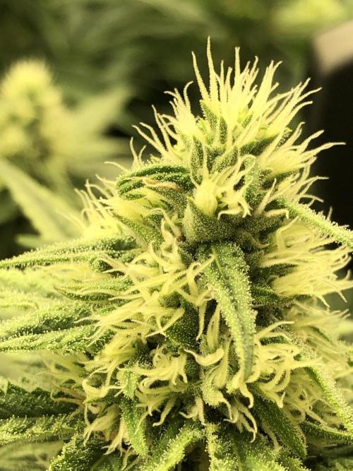 Critical Purple Kush Seedsman Indoor. Week 14