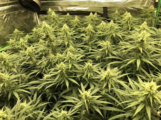 Critical Purple Kush Seedsman Indoor. Week 14