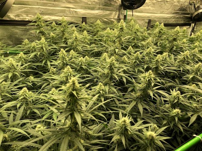 Critical Purple Kush Seedsman Indoor. Week 14