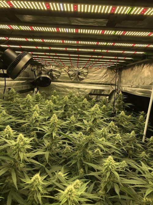 Critical Purple Kush Seedsman Indoor. Week 14