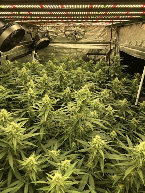 Critical Purple Kush Seedsman Indoor. Week 14