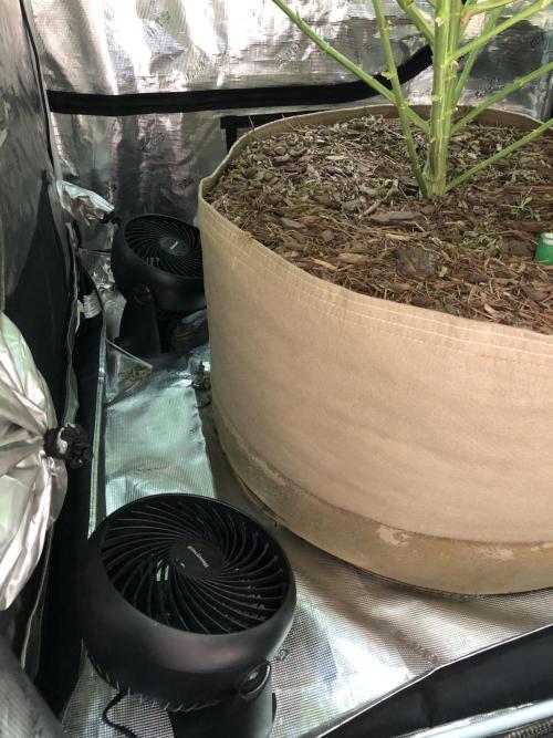Critical Purple Kush Seedsman Indoor. Week 14
