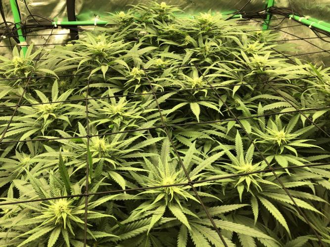 Colombian Jack Kannabia Indoor Spring 26. Week 14
