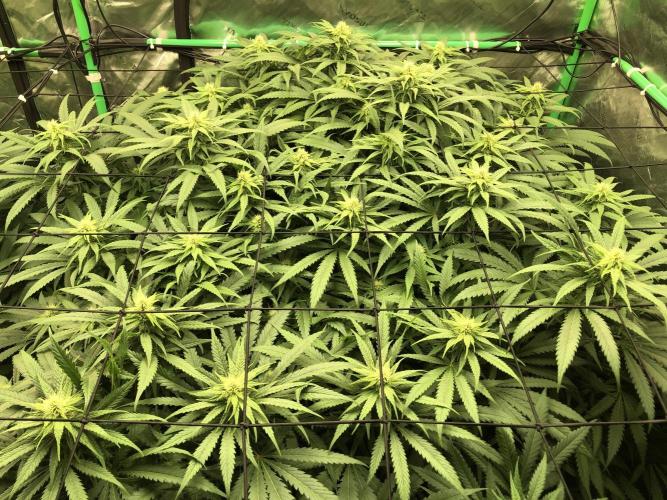Colombian Jack Kannabia Indoor Spring 26. Week 14