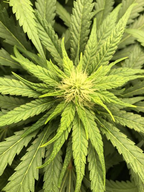 Colombian Jack Kannabia Indoor Spring 26. Week 14