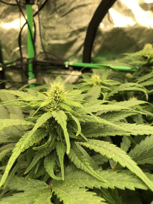 Colombian Jack Kannabia Indoor Spring 26. Week 14