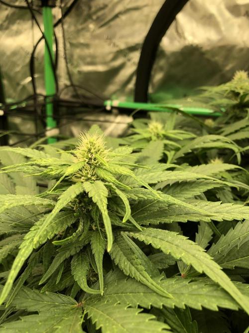 Colombian Jack Kannabia Indoor Spring 26. Week 14