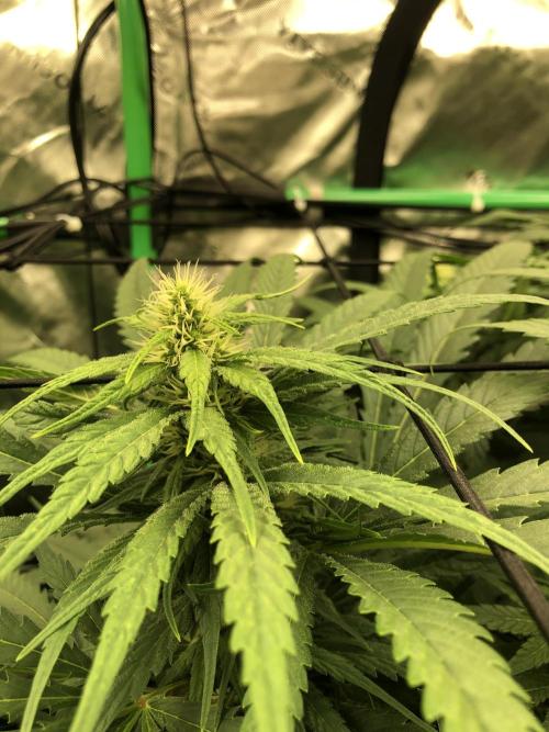 Colombian Jack Kannabia Indoor Spring 26. Week 14
