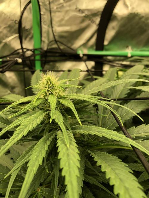 Colombian Jack Kannabia Indoor Spring 26. Week 14