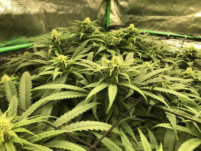 Colombian Jack Kannabia Indoor Spring 26. Week 14
