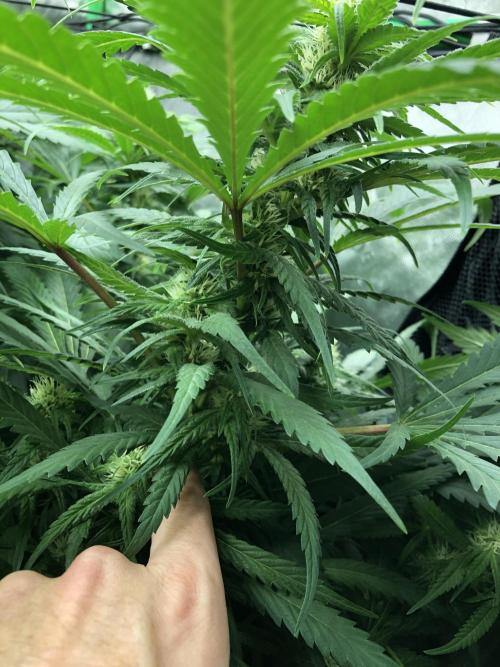 Colombian Jack Kannabia Indoor Spring 26. Week 14