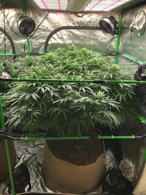 Colombian Jack Kannabia Indoor Spring 26. Week 14