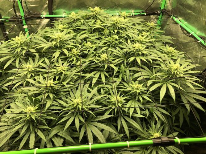 Colombian Jack Kannabia Indoor Spring 26. Week 14
