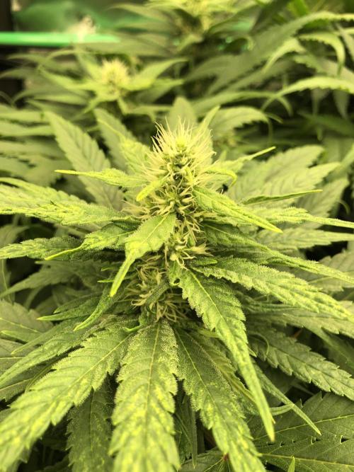 Colombian Jack Kannabia Indoor Spring 26. Week 14