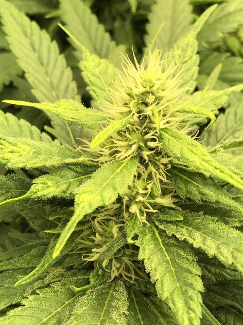 Colombian Jack Kannabia Indoor Spring 26. Week 14