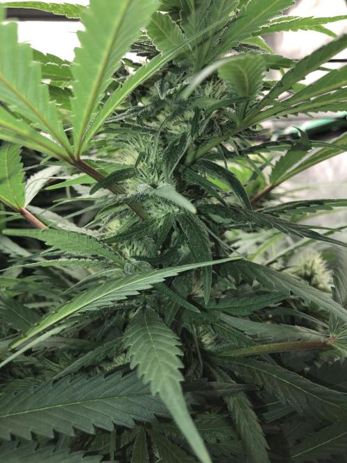 Colombian Jack Kannabia Indoor Spring 26. Week 14