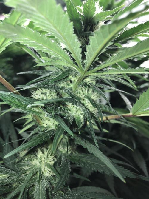 Colombian Jack Kannabia Indoor Spring 26. Week 14