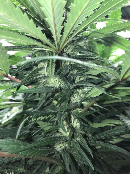 Colombian Jack Kannabia Indoor Spring 26. Week 14