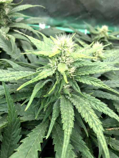 Colombian Jack Kannabia Indoor Spring 26. Week 14