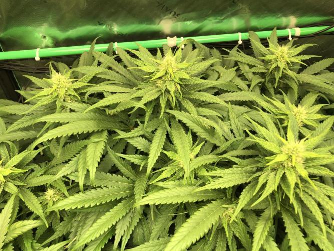 Colombian Jack Kannabia Indoor Spring 26. Week 14