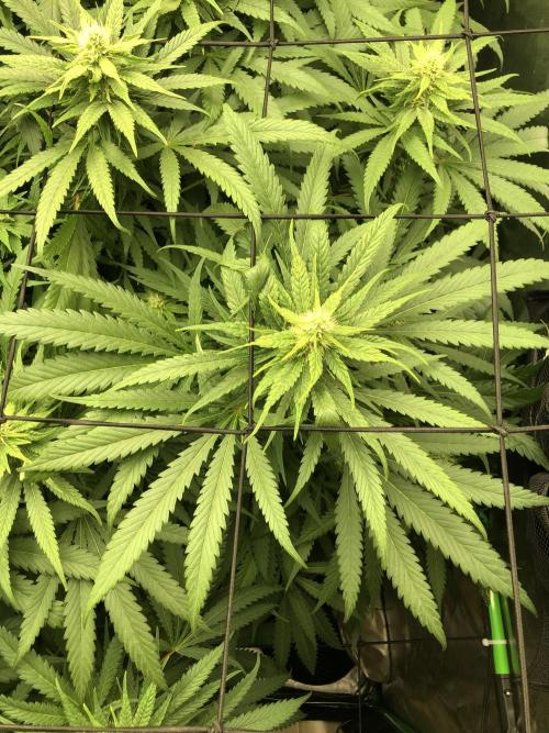 Colombian Jack Kannabia Indoor Spring 26. Week 14