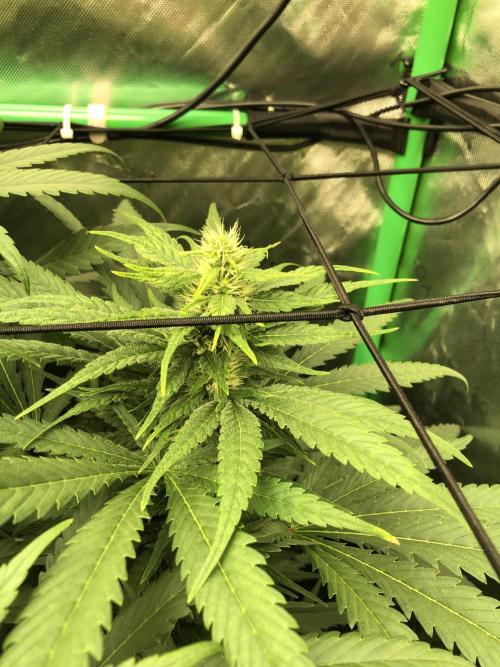 Colombian Jack Kannabia Indoor Spring 26. Week 14